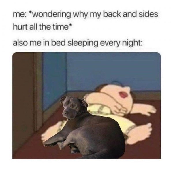 Memes With Dogs (32 pics)