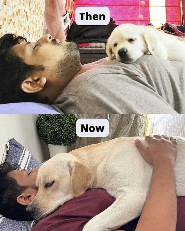 Memes With Dogs (32 pics)