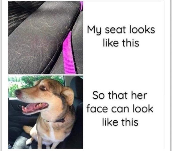 Memes With Dogs (32 pics)