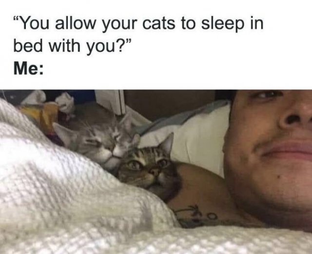 Memes With Cats (25 pics)