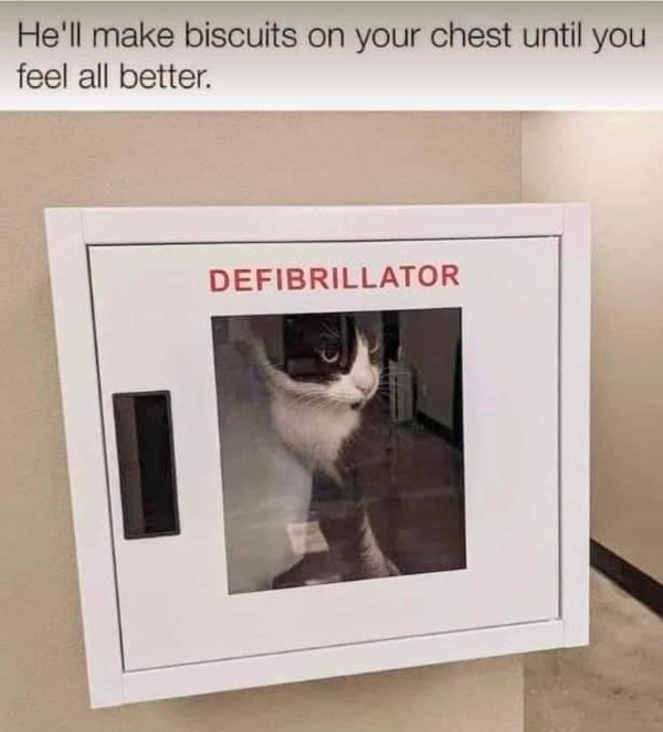 Cute And Funny Cats (30 pics)