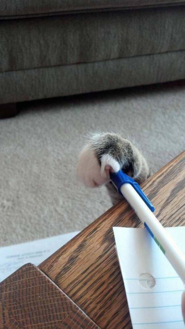 Cute And Funny Cats (30 pics)