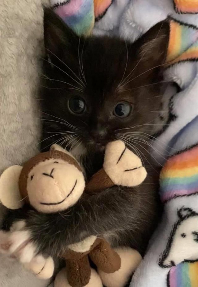 Cute And Funny Cats (30 pics)
