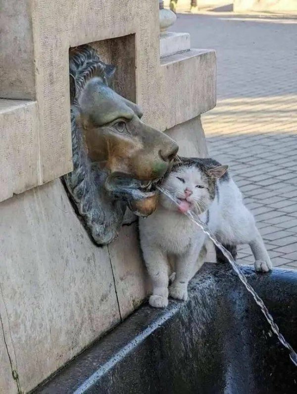 Cute And Funny Cats (30 pics)