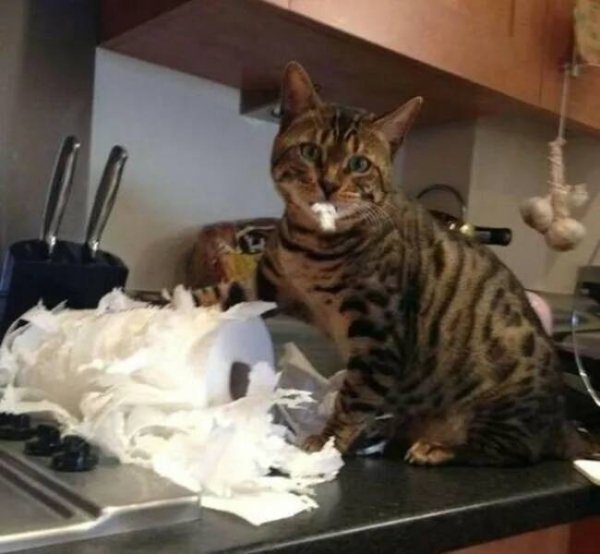 Cute And Funny Cats (30 pics)