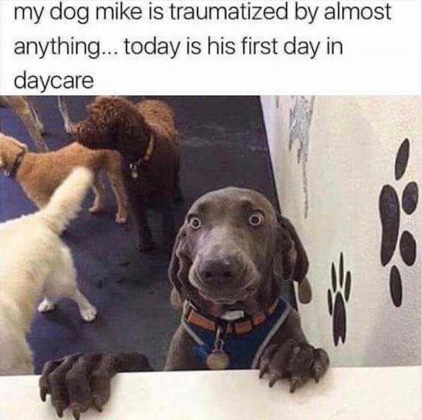 Memes With Good Boys (35 pics)