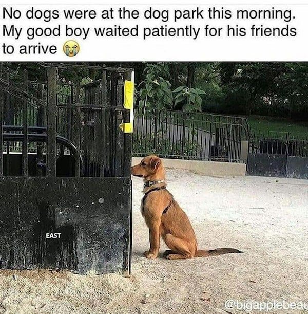 Memes With Good Boys (35 pics)