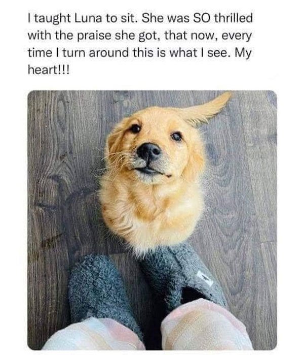 Memes With Good Boys (35 pics)