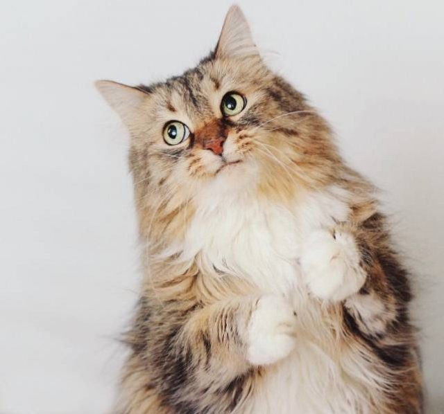 People Share Their Funny Pets (22 pics)