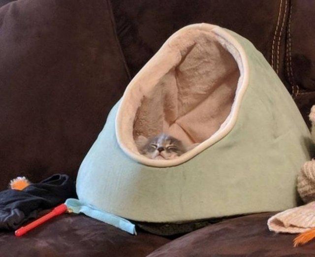 People Share Their Funny Pets (22 pics)