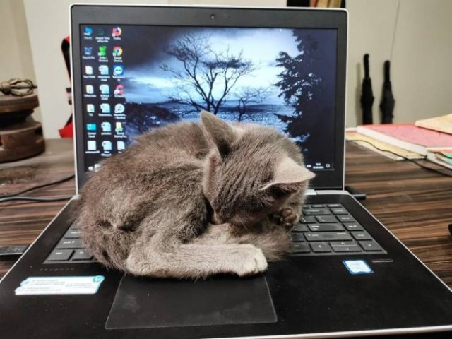 People Share Their Funny Pets (22 pics)