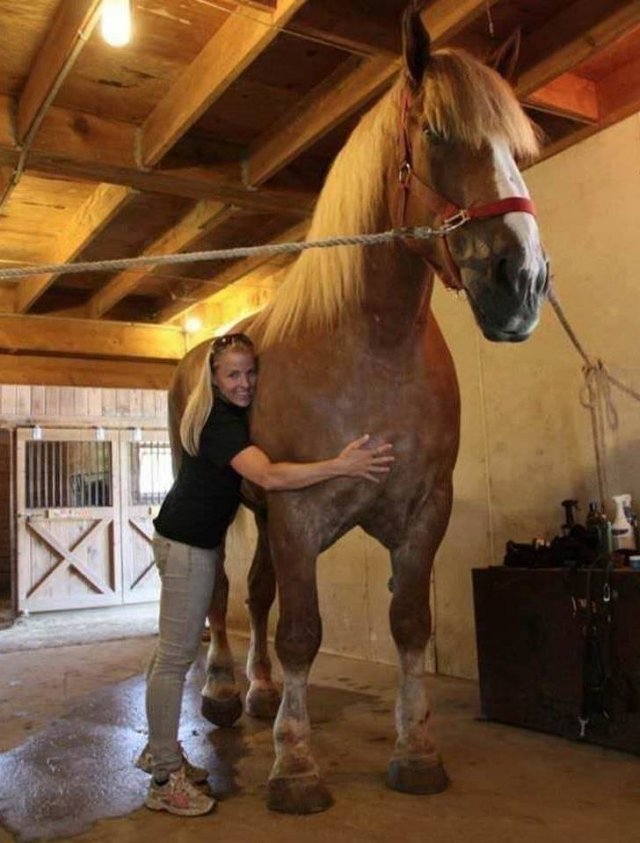 Animals That Amaze With Their Size (24 pics) Animals That Amaze With Their Size (24 pics)