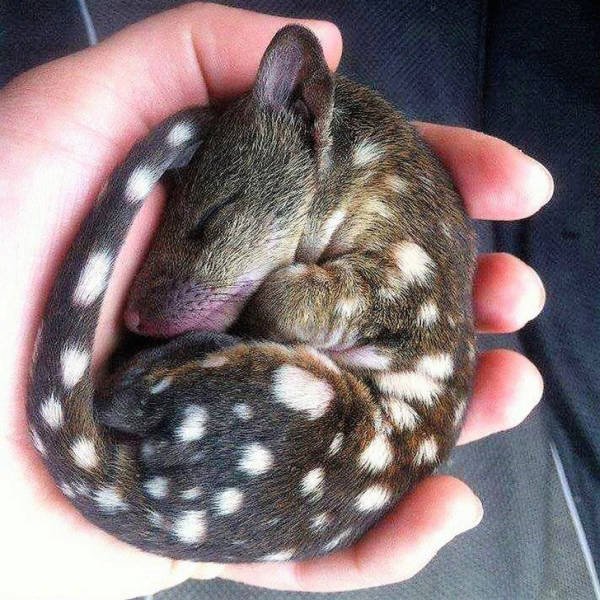 Animals That Amaze With Their Size (24 pics) Animals That Amaze With Their Size (24 pics)