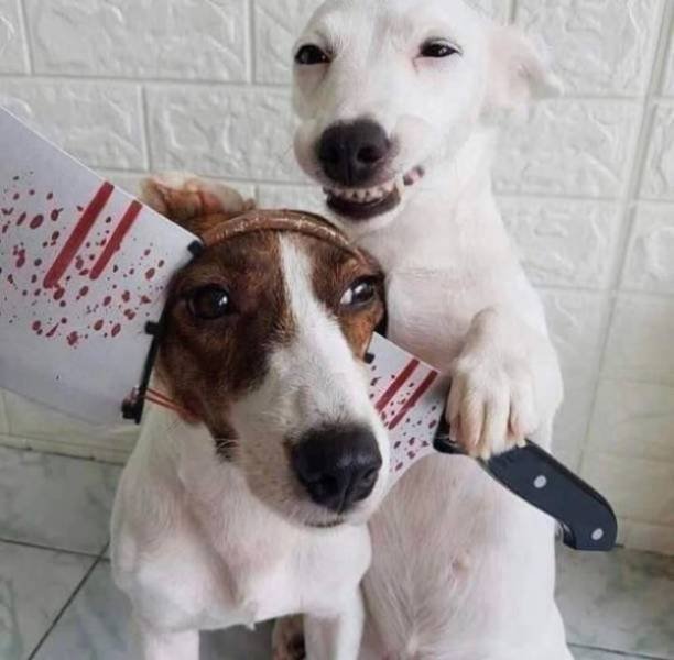 Cute And Funny Animals (51 pics)