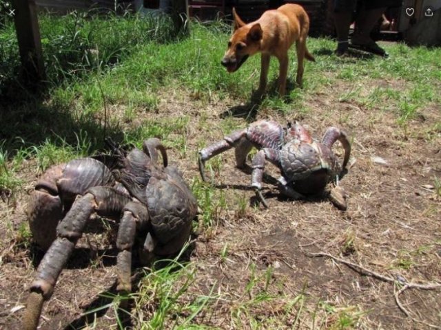 Animals That Amaze With Their Size (24 pics) Animals That Amaze With Their Size (24 pics)