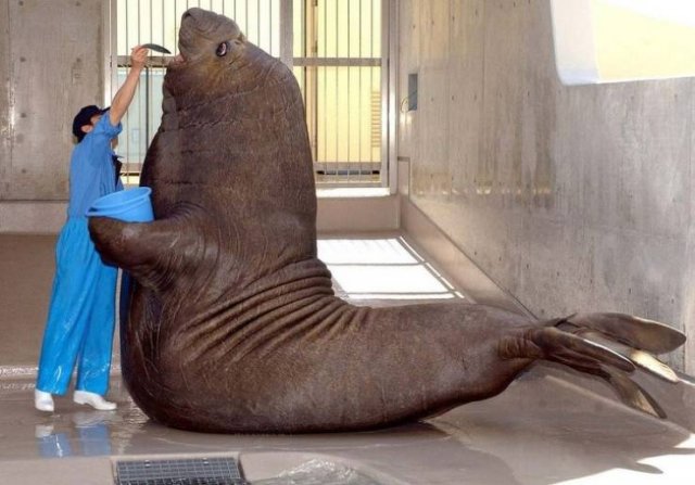 Animals That Amaze With Their Size (24 pics) Animals That Amaze With Their Size (24 pics)