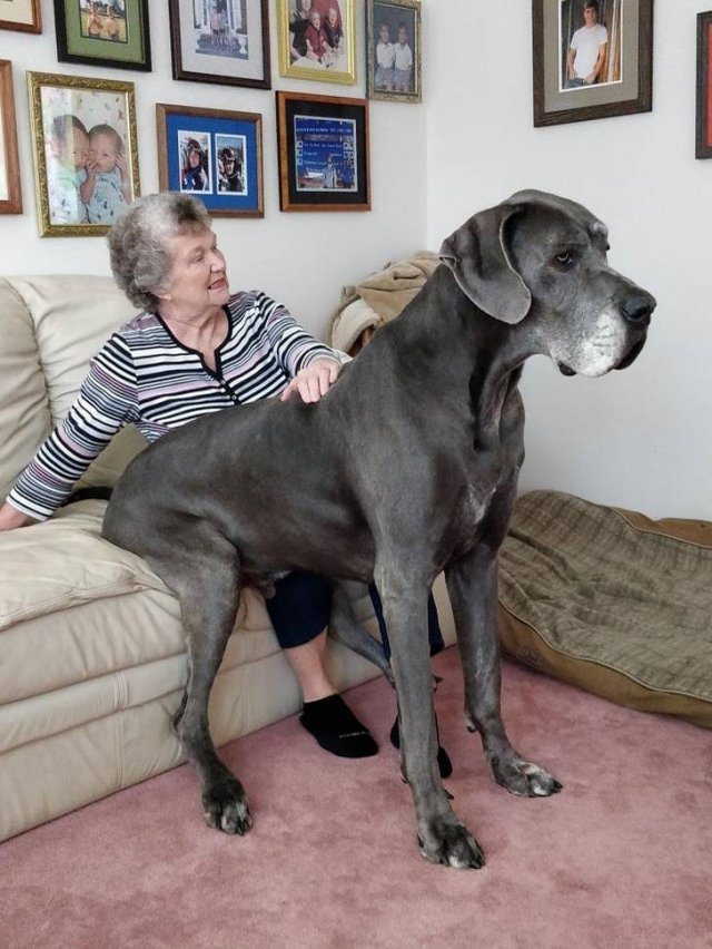 Animals That Amaze With Their Size (24 pics) Animals That Amaze With Their Size (24 pics)