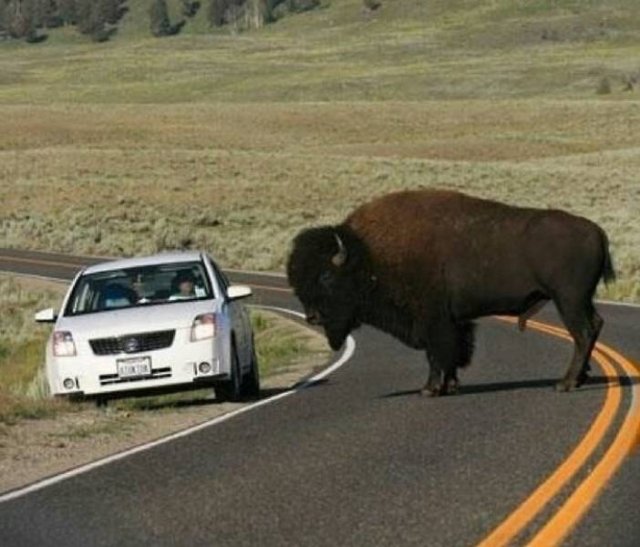 Animals That Amaze With Their Size (24 pics) Animals That Amaze With Their Size (24 pics)