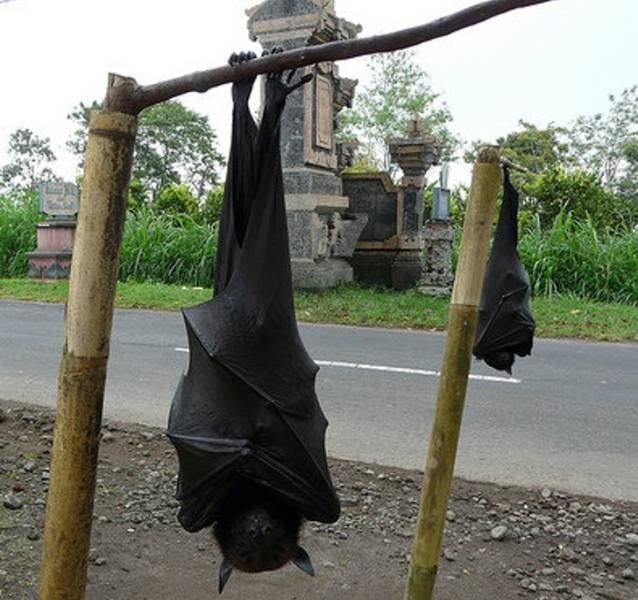 Animals That Amaze With Their Size (24 pics) Animals That Amaze With Their Size (24 pics)