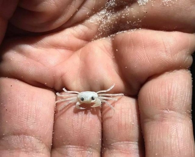 Animals That Amaze With Their Size (24 pics) Animals That Amaze With Their Size (24 pics)