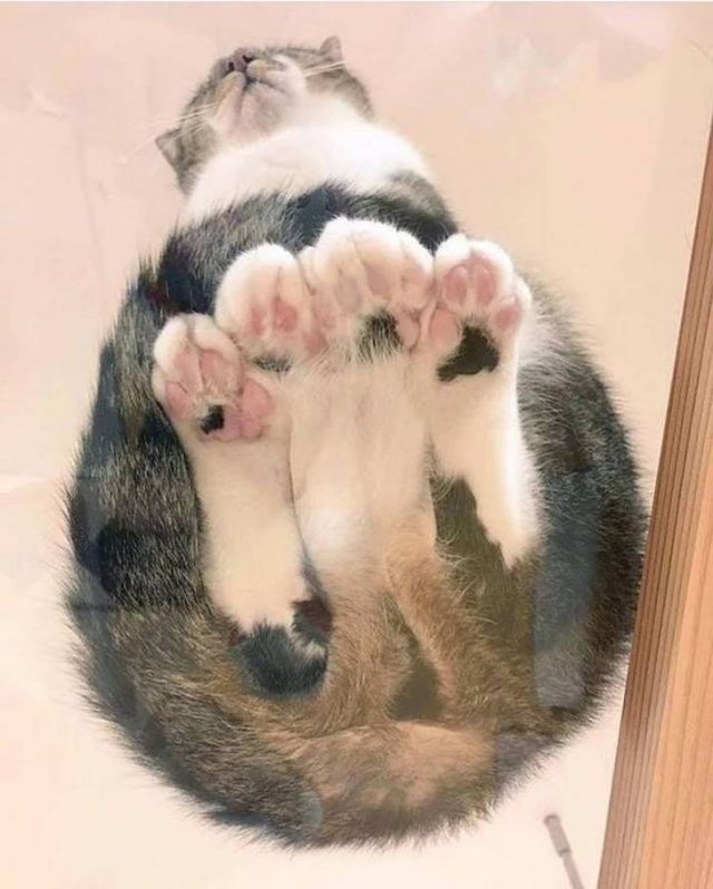 People Share Their Funny Pets (22 pics)