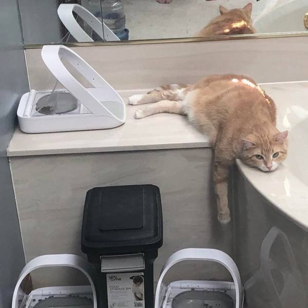 People Share Their Funny Pets (22 pics)