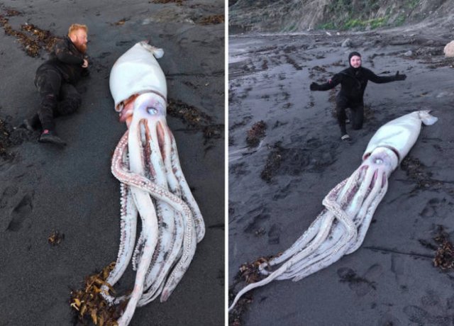 Animals That Amaze With Their Size (24 pics) Animals That Amaze With Their Size (24 pics)