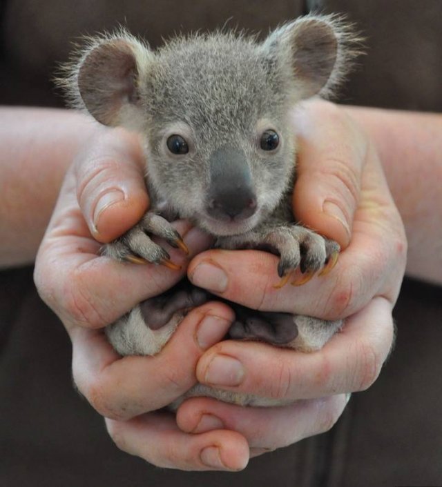 Animals That Amaze With Their Size (24 pics) Animals That Amaze With Their Size (24 pics)