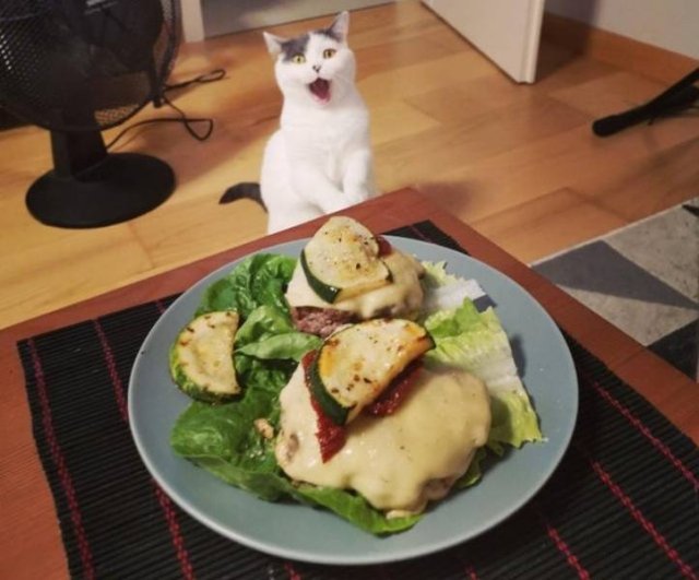 People Share Their Funny Pets (22 pics)
