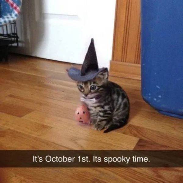 Cute And Funny Animals (51 pics)