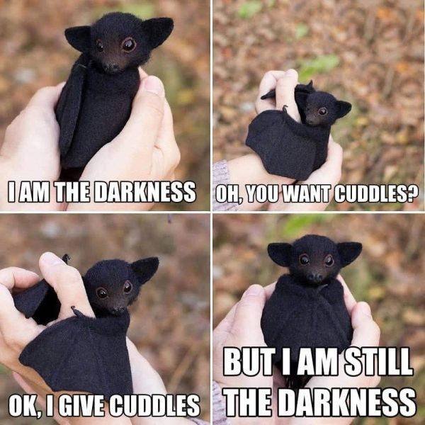 Cute And Funny Animals (51 pics)