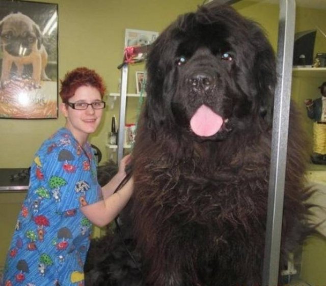 Animals That Amaze With Their Size (24 pics)