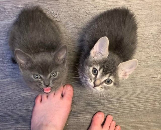 People Share Their Funny Pets (22 pics)