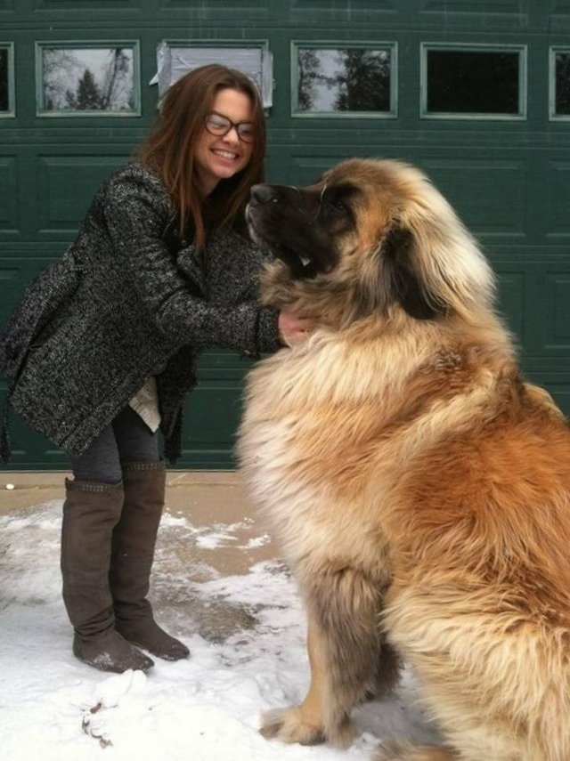 Animals That Amaze With Their Size (24 pics) Animals That Amaze With Their Size (24 pics)