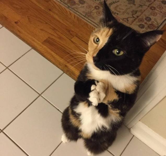 People Share Their Funny Pets (22 pics)