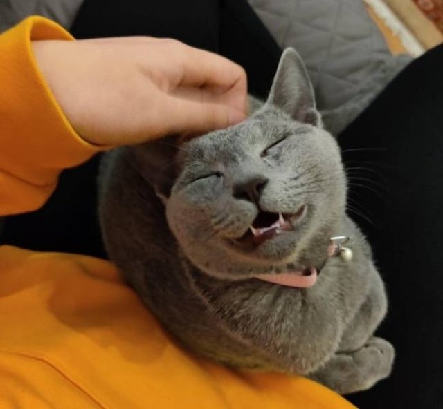 People Share Their Funny Pets (22 pics)