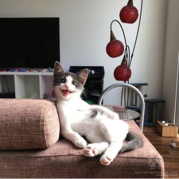 People Share Their Funny Pets (22 pics)