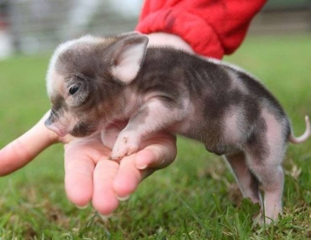 Animals That Amaze With Their Size (24 pics)