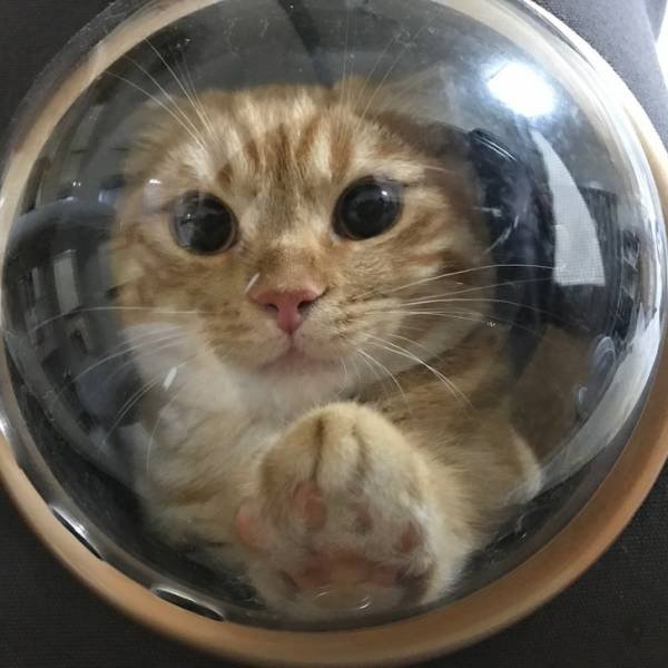People Share Their Funny Pets (22 pics)