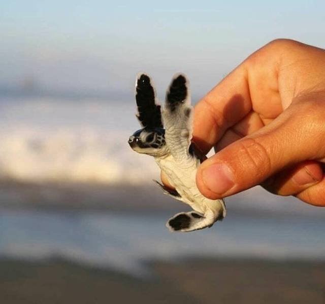 Animals That Amaze With Their Size (24 pics) Animals That Amaze With Their Size (24 pics)