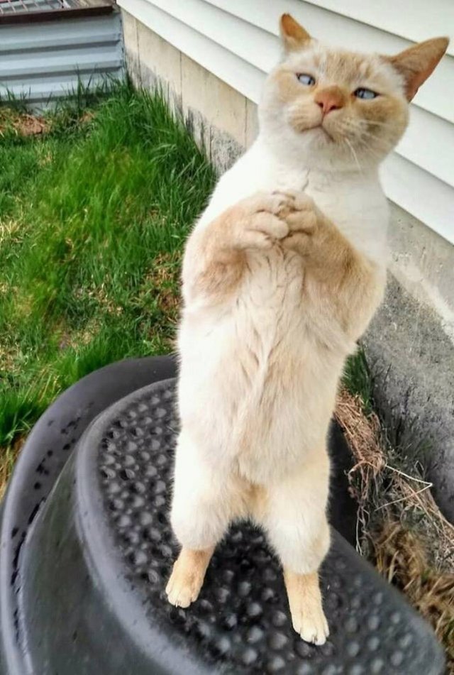 People Share Their Funny Pets (22 pics)