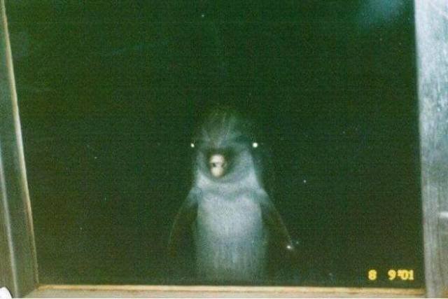 What Is Going On Here? (40 pics)