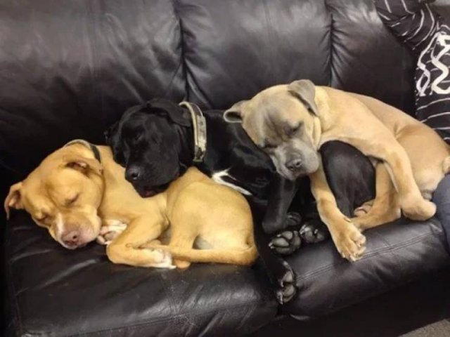 They Can Sleep Anywhere (45 pics)
