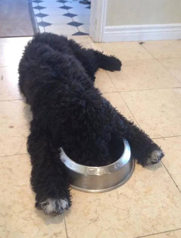 They Can Sleep Anywhere (45 pics)