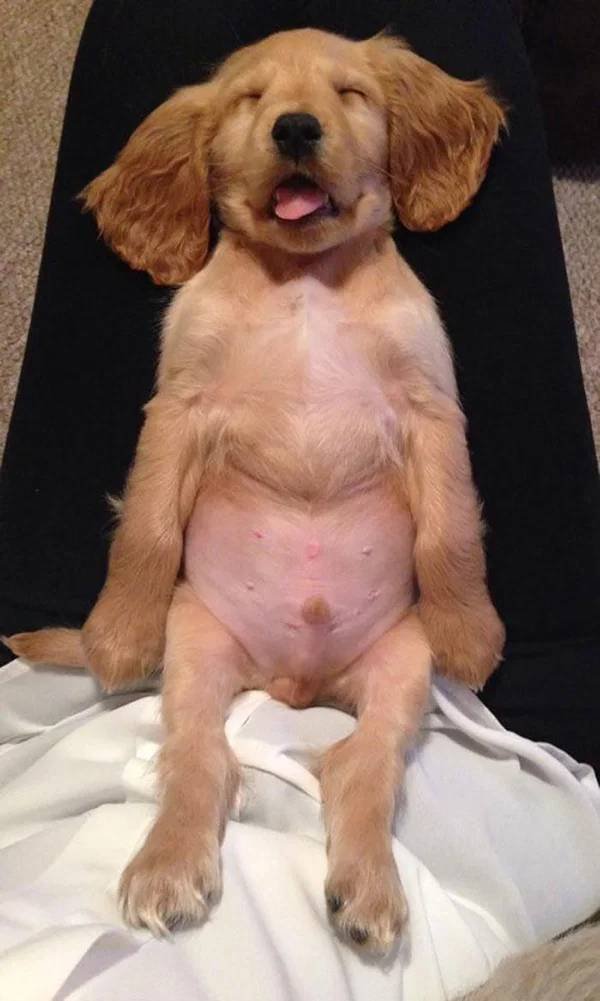 They Can Sleep Anywhere (45 pics)
