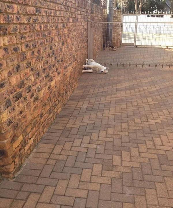 They Can Sleep Anywhere (45 pics)