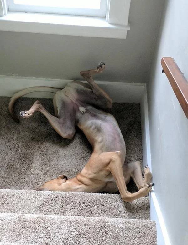 They Can Sleep Anywhere (45 pics)