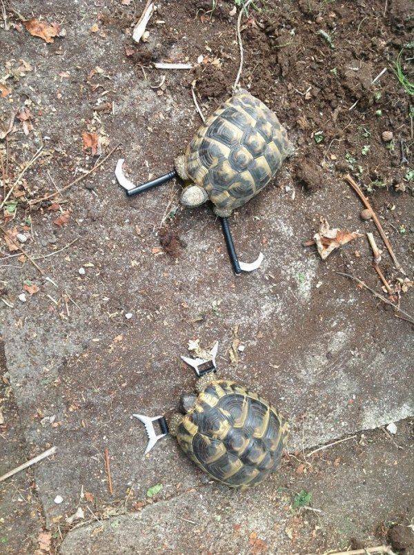 Funny Animals (45 pics)