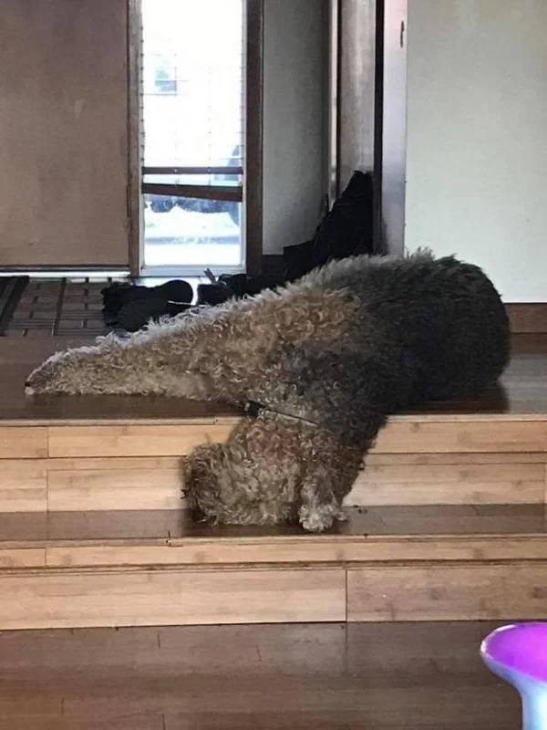 They Can Sleep Anywhere (45 pics)