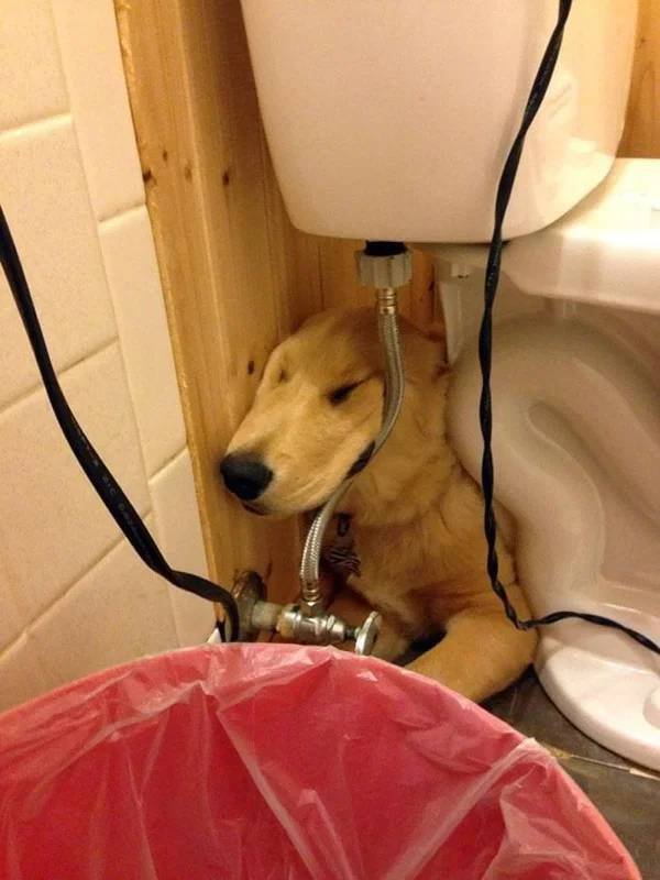 They Can Sleep Anywhere (45 pics)